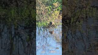 BronzeWinged Jacana Chick [upl. by Tsan]