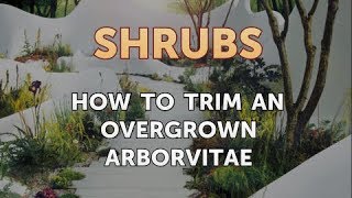 How to Trim an Overgrown Arborvitae [upl. by Reham220]