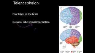 Telencephalon Limbic system and basal ganglia [upl. by Papp]