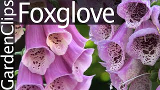 Foxglove  Digitalis purpurea  Growing Foxglove [upl. by Twyla418]