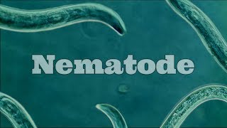 What Are Nematodes Nematode Under A Microscope [upl. by Sofko599]