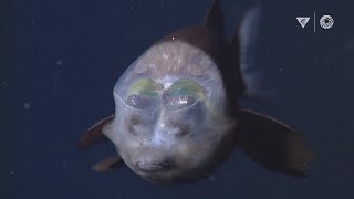 MBARIs Top 10 deepsea animals [upl. by Thormora]