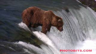 HD Brown Bear Catches A Salmon Jumping A Waterfall [upl. by Ainevuol]