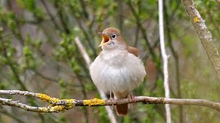 Calming Nightingale Birdsong 1 Hour Of Relaxation In 4k Quality [upl. by Dionisio]