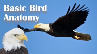 Basic Bird Anatomy [upl. by Ellehcsor]