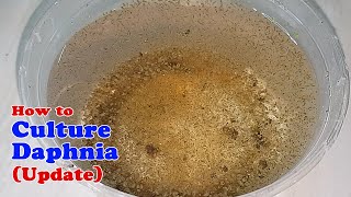 How to Culture Daphnia Update with ZERO Cost  Unlimited Live Food for Our Fish [upl. by Duster703]