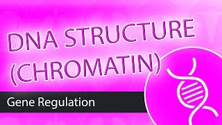 DNA Structure Chromatin [upl. by Soulier]