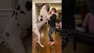 Great dane with girl [upl. by Chud]