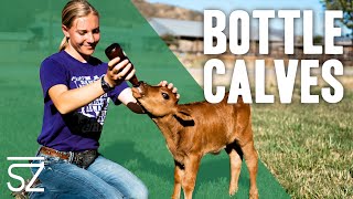 How to Care for a Bottle Calf [upl. by Lemhar]