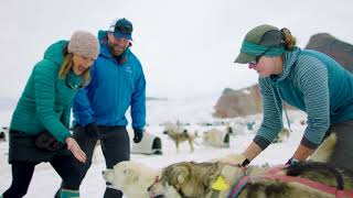 Glacier Dog Sledding in the Cruise Port of Juneau Alaska  Holland America [upl. by Vasiliki]