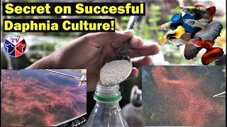 How to Culture Daphnia Successfully [upl. by Roderica50]