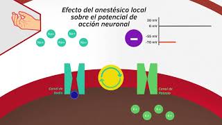 06 MECANISMO DE ACCIÓN ANESTÉSICOS LOCALES [upl. by Aenet390]