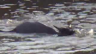 Crocodile Attack at the Mara River [upl. by Marrissa120]