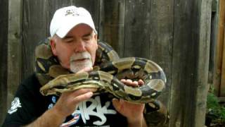 Brian Gundy With quotBig Mamaquot 8 12 Feet Long  50 Pound Female Red Tail Boa [upl. by Lynne]