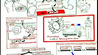 Macrophage and its role in immunity [upl. by Edholm611]