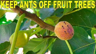 Keep ANTS OFF FRUIT TREES With Three Simple Tricks [upl. by Anaytat837]