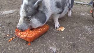 Tilly the pig Eats Spaghetti [upl. by Celeste392]