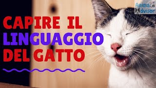 COME CAPIRE LA LINGUA DEI GATTI [upl. by Demmer]