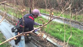 Avoid Common Mistakes Pruning a Blueberry Bush [upl. by Sihtnyc]