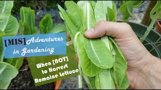 When NOT to Harvest Romaine Lettuce [upl. by Ronel]