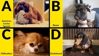 ABC Dog Breeds for Children  Learn Alphabet with Dogs for Toddlers amp Kids [upl. by Nahsad407]