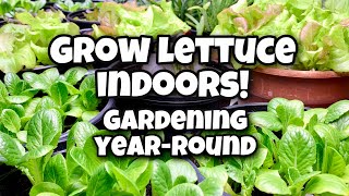 How to Grow Lettuce Indoors  Gardening YearRound [upl. by Lennox]