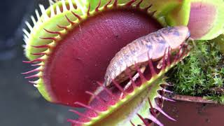 Best Venus Flytrap Trapping Compilation 2018 [upl. by Carbrey]