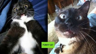 CATS WITH FUNNY FACE EXPRESSIONS 😸 [upl. by Darken]