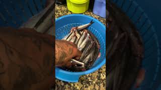 Boquerones Fritos 🤤 ¡REBOZADOS Y CRUJIENTES [upl. by Etyak399]