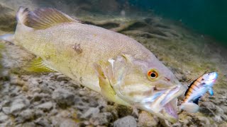 How Fish React To Different Lures Underwater Bite Footage [upl. by Eselehs269]