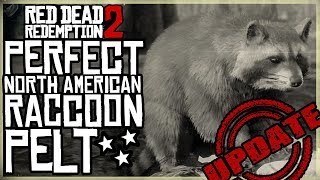 HOW TO GET A PERFECT RACCOON PELT  RED DEAD REDEMPTION 2 PRISTINE NORTH AMERICAN RACCOON HUNT [upl. by Bussy]