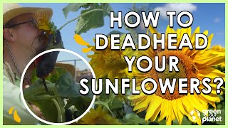 Deadhead Your Sunflowers [upl. by Powel594]