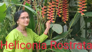 All about Heliconia Rostrata [upl. by Jozef]