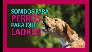 SONIDOS PARA PERROS PARA QUE LADREN [upl. by Hillier387]