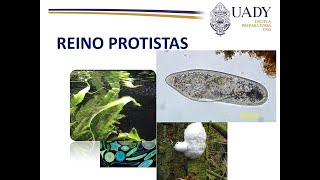 Características del Reino Protista [upl. by Oilejor131]