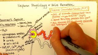 Nephron Function Part 1 [upl. by Annadiana]