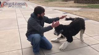 1 Year Old Bernedoodle  Best Bernedoodle Training Oklahoma  Board and Train [upl. by Rudwik657]