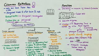 Simple Columnar Epithelium  Location  Function  Types [upl. by Oynotna]