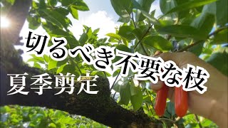 柿の夏季せん定【不要な枝から切る】 [upl. by Jit456]