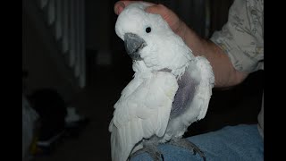 Why Parrots Pluck And How to STOP It [upl. by Louise]