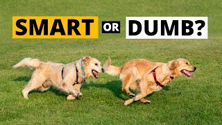 Are Golden Retrievers Smarter than other Dogs EXPLAINED [upl. by Ytomit25]