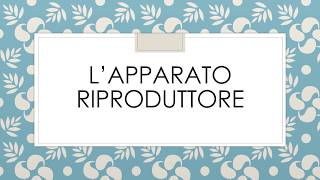 L’apparato riproduttore [upl. by Kjersti]