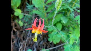 Aquilegia columbine [upl. by Aneleiram]