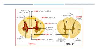 Médula espinal y nervios espinales [upl. by Quickel]