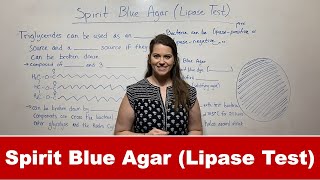 Lipase Test with Spirit Blue Agar [upl. by Ogait444]