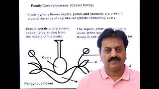 First Year  Chapter 9  Kingdom Plantae  Part 22  Family Caesalpiniaceae  Cassia family [upl. by Oirotciv187]