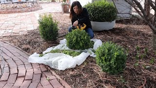 Trimming Boxwoods ✂️🌿 Garden Answer [upl. by Alderman]