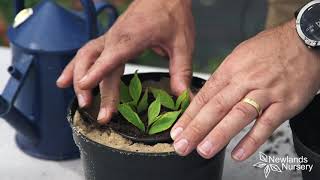 EP71  How to take Weigela cuttings 5MINUTEFRIDAY [upl. by Benenson]