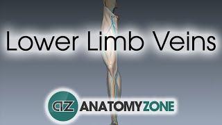 Lower Limb Veins Overview  3D Anatomy Tutorial [upl. by Gainer]