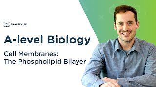 Cell Membranes The Phospholipid Bilayer  Alevel Biology  OCR AQA Edexcel [upl. by Ama]